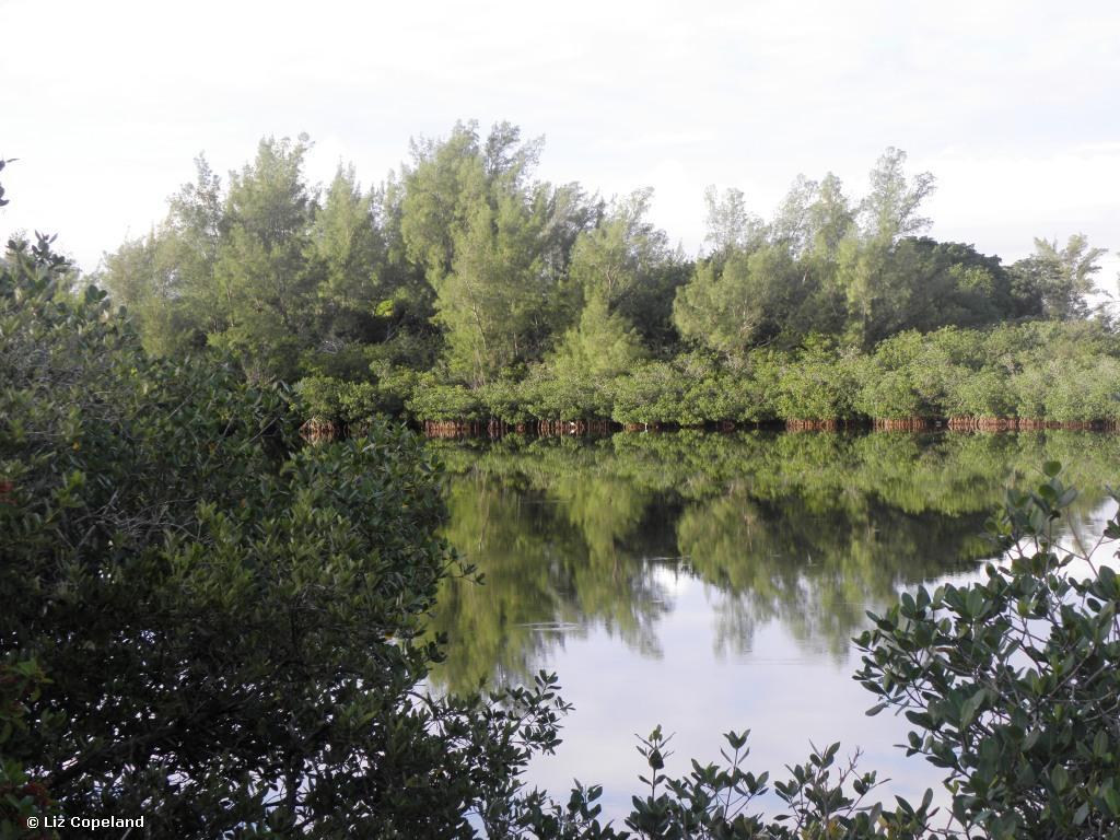 Lagoon Park mangroves