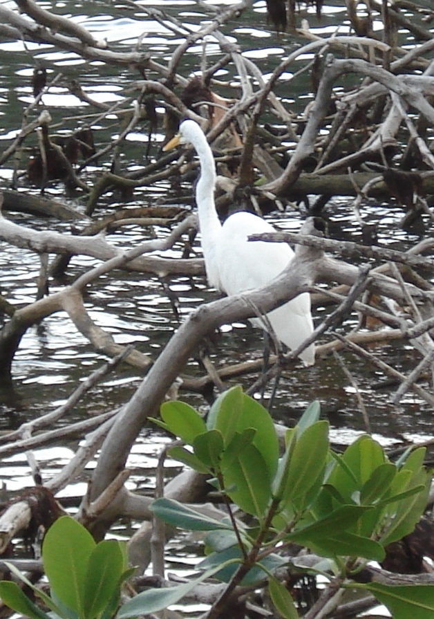 Heron, Blue Hole