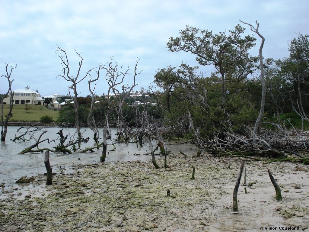 Dead Mangroves, Hungry Bay