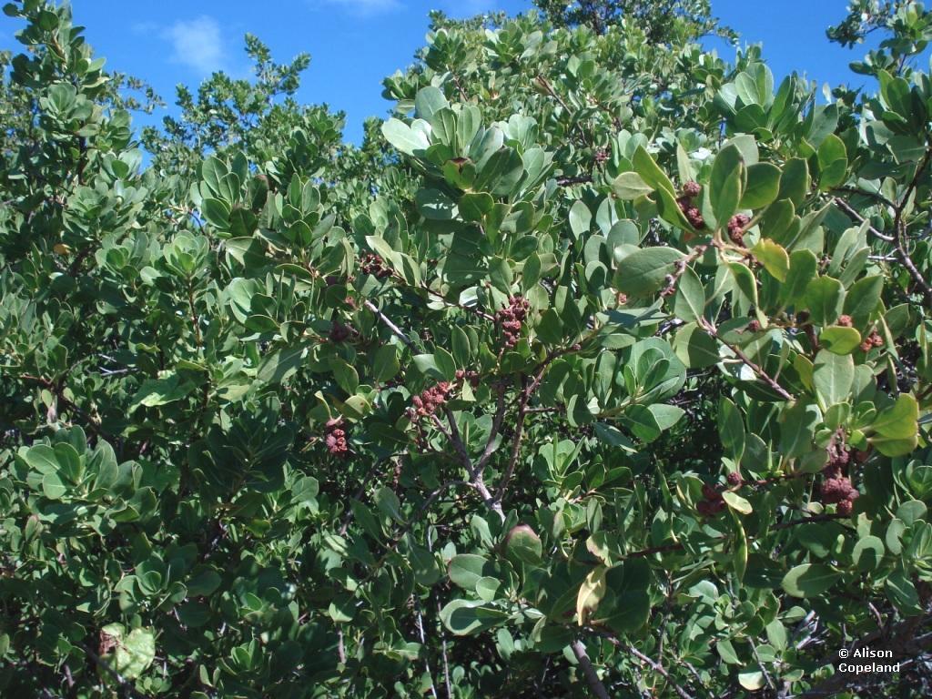 Buttonwood trees