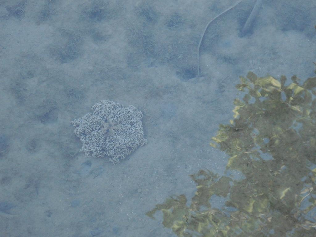 Upside-down Jellyfish 