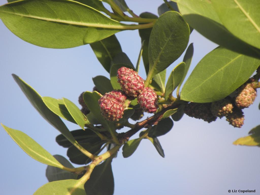 Buttonwood fruit