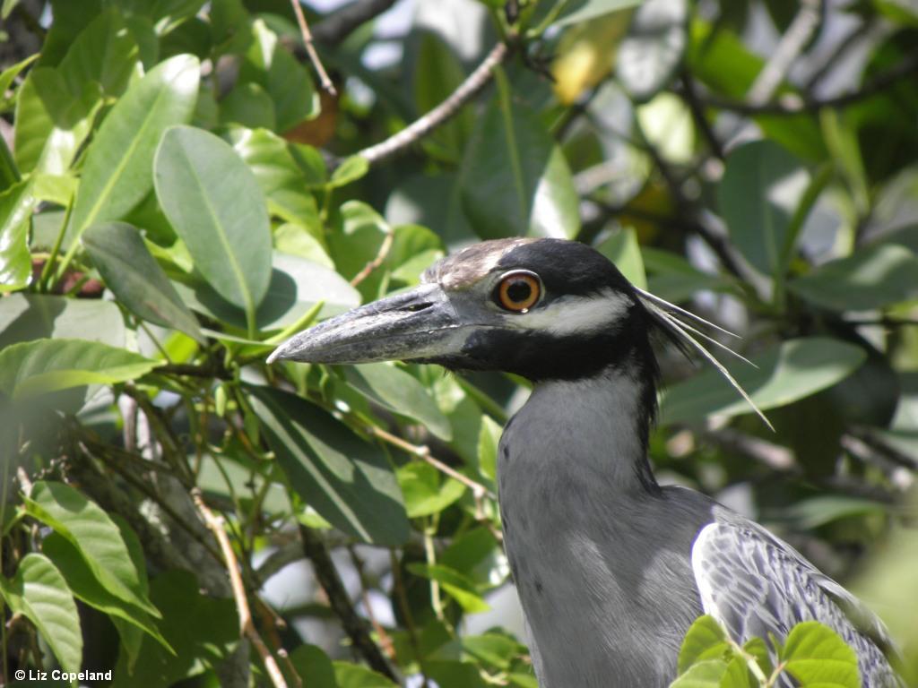 Yellow-Crowned Night Heron