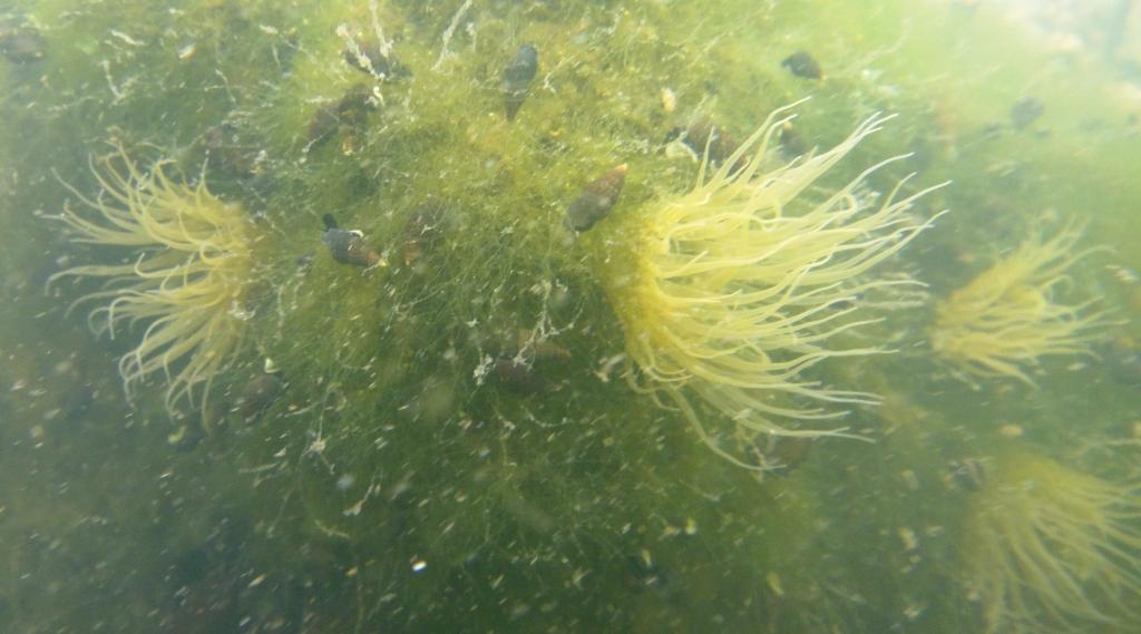 Anemones, Mangrove Lake