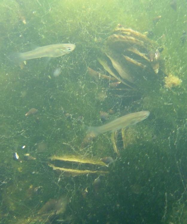 Mangrove Oysters