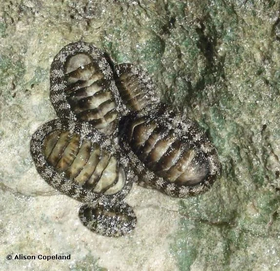 Chiton (Chiton tuberculatus)
