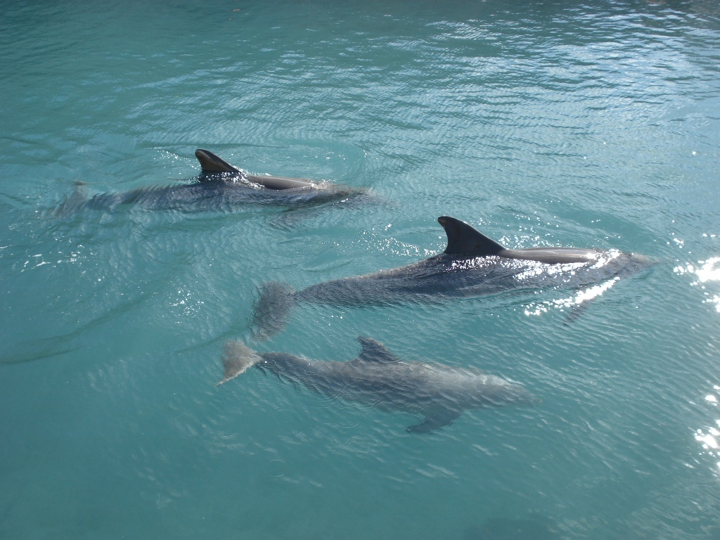 Dolphins