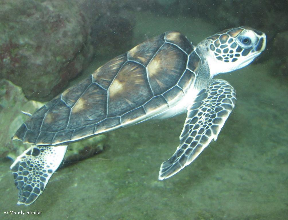 Juvenile Green Turtle