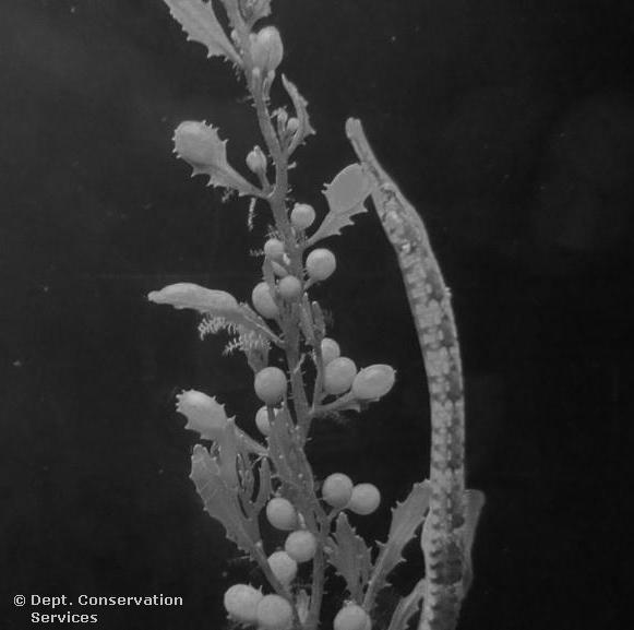 Pipefish on Sargassum