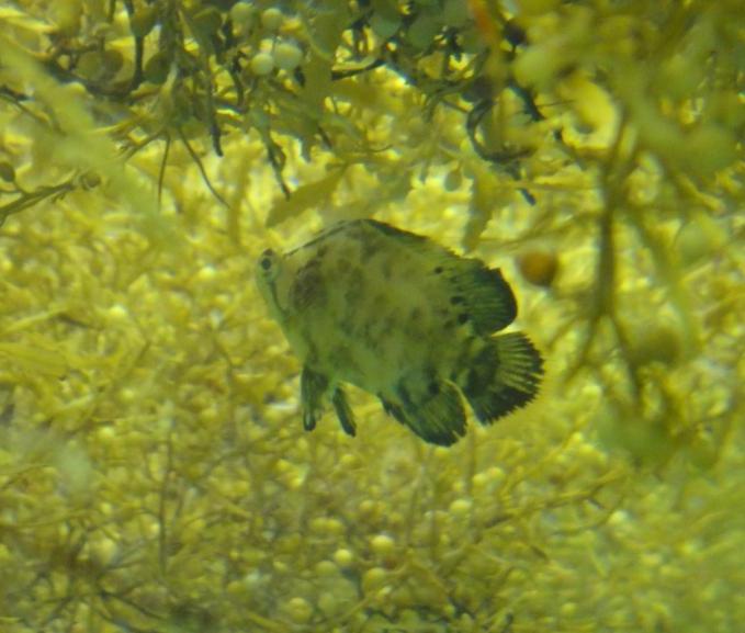 Tripletail