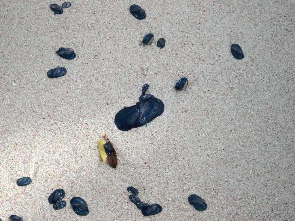 Washed ashore