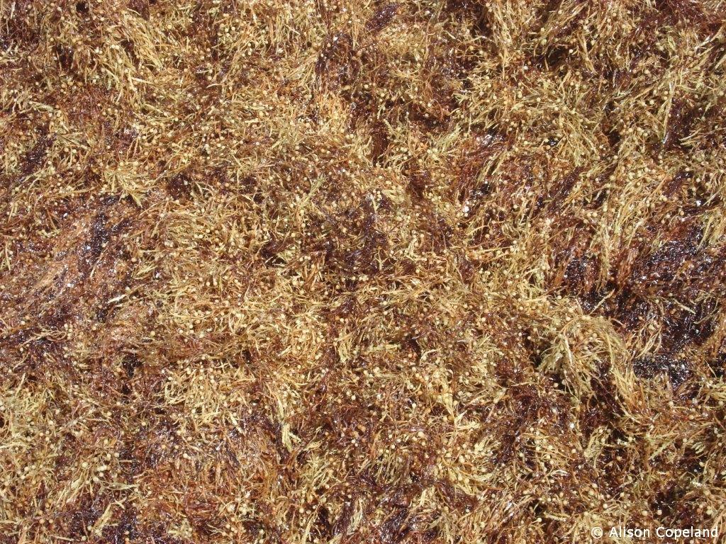 Sargassum Seaweed