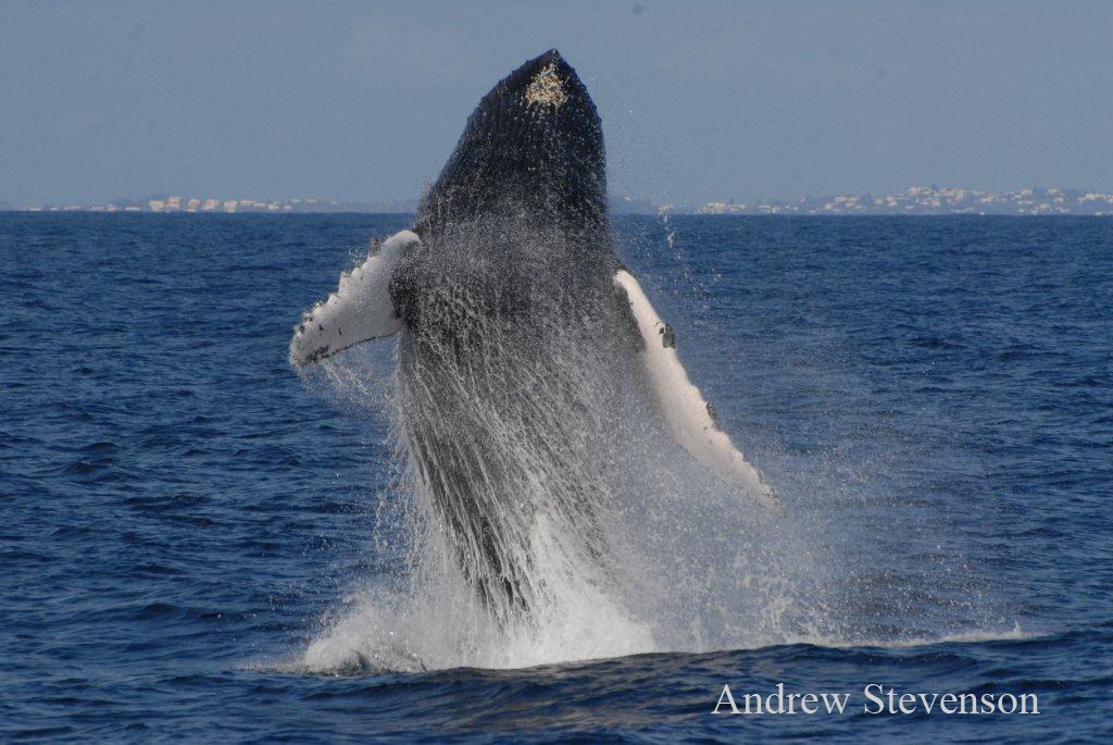 Humpback Whale 