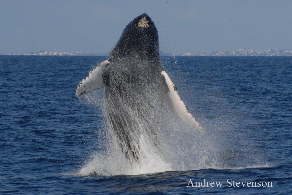 Humpback Whale