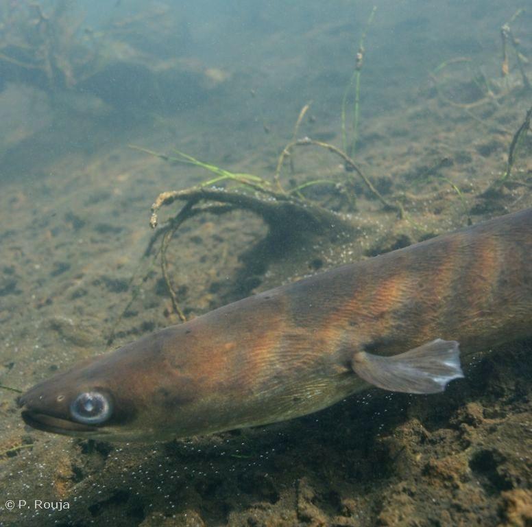 Eel Anguilla sp. 