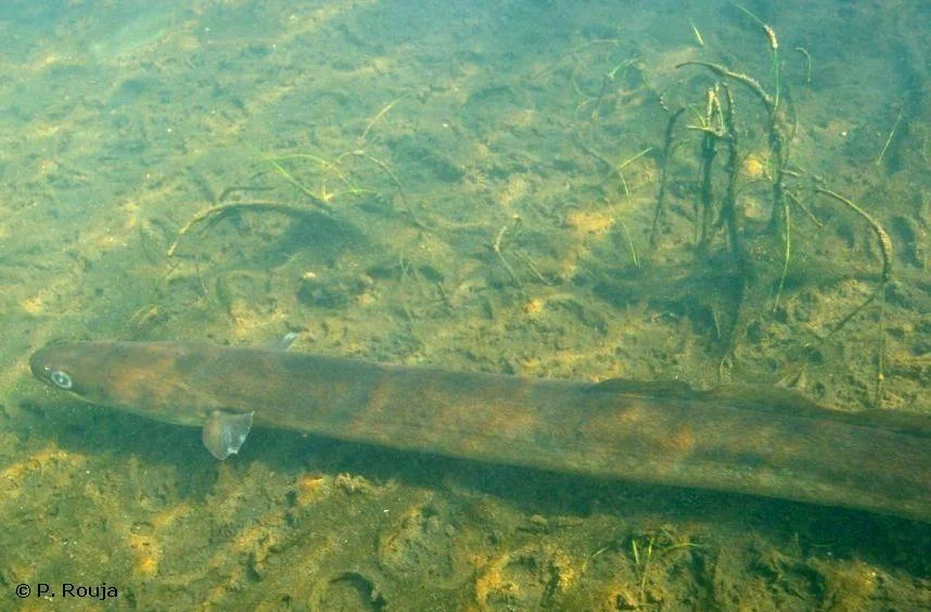 Anguilla Eel