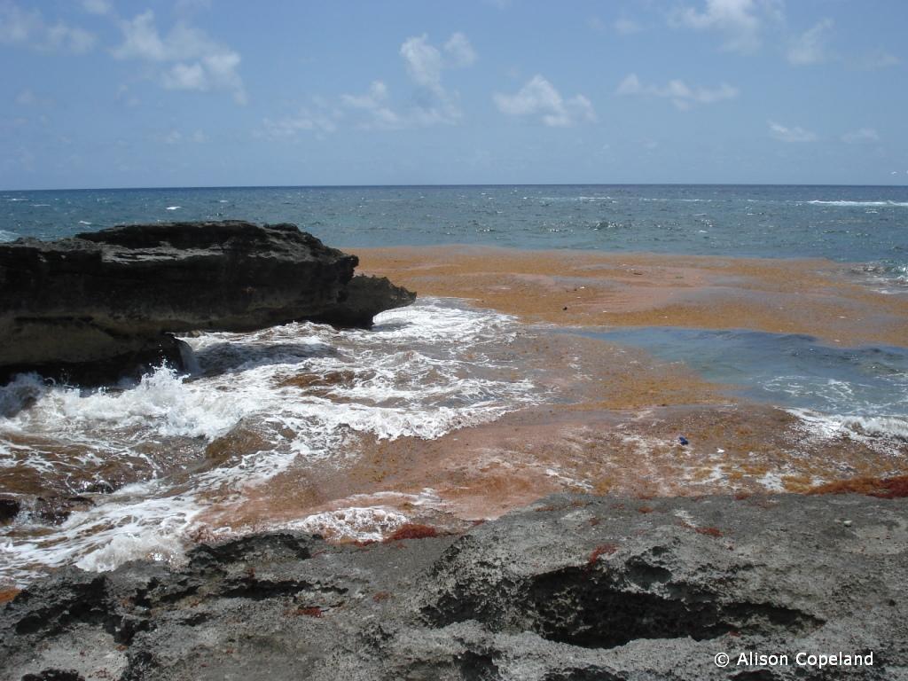 Sargassum raft