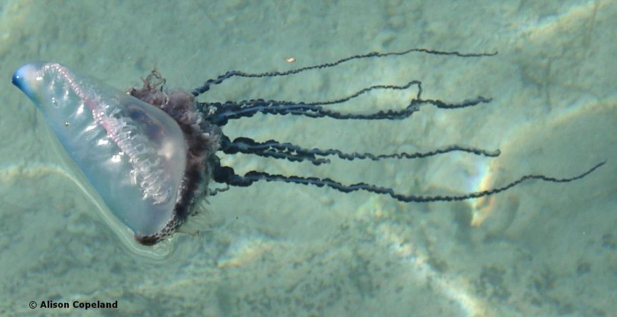 Portuguese Man O War