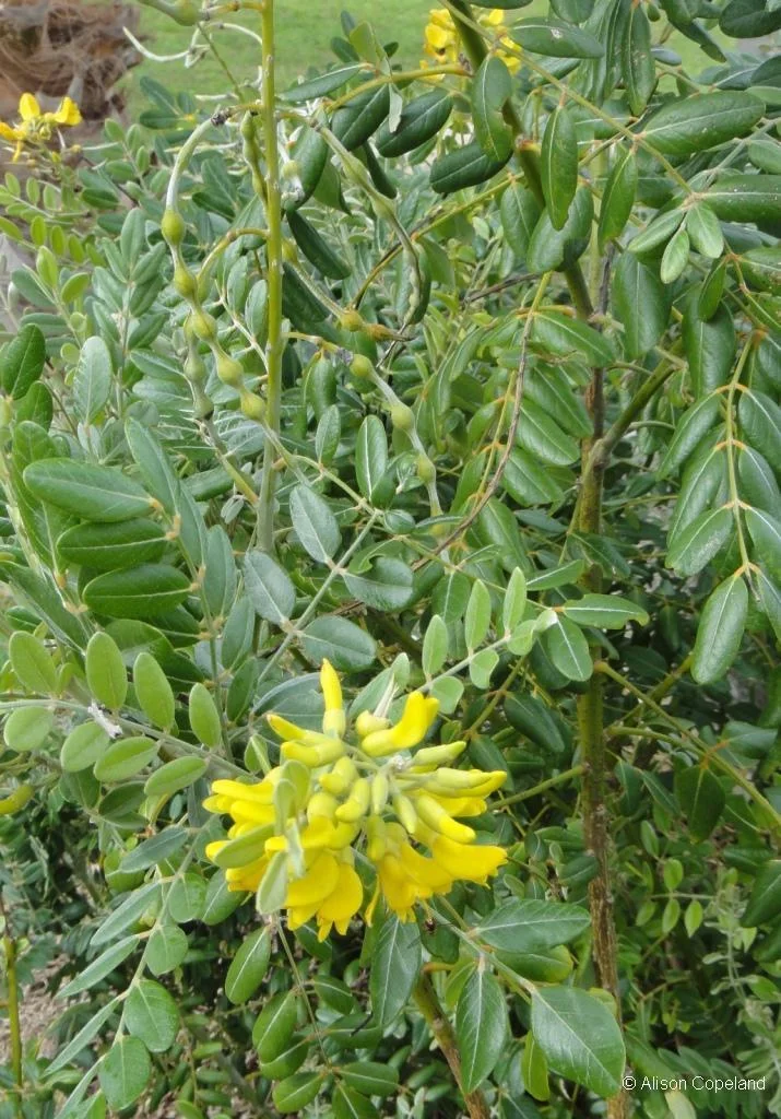 Coast Sophora Flower