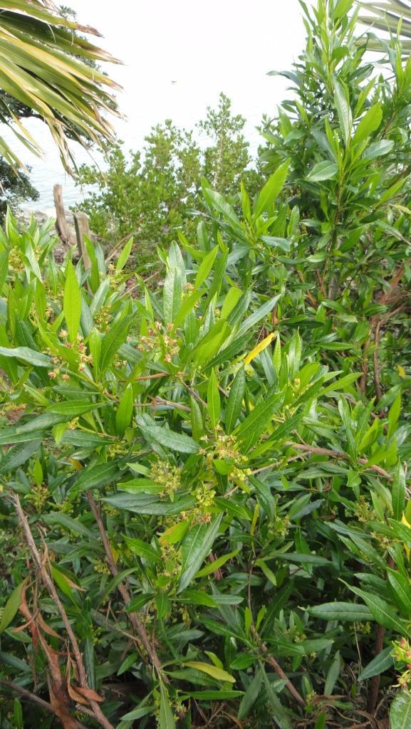 Coastal shrubs