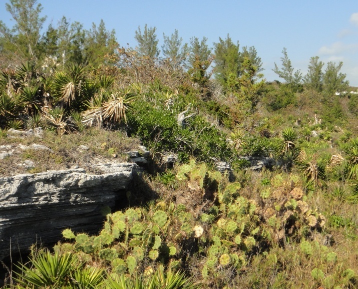 upland coastal.jpg