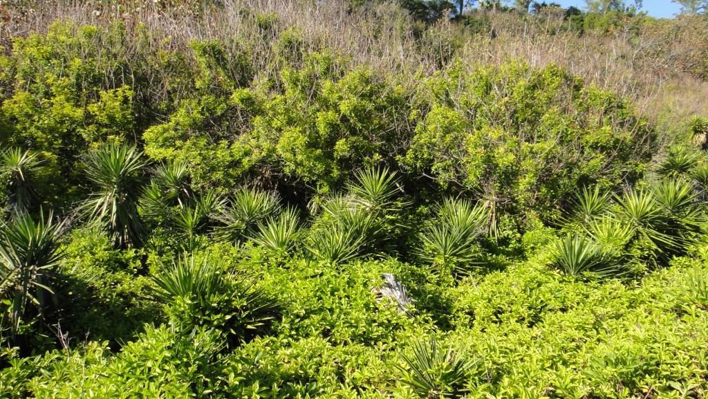 invasive coastal forest
