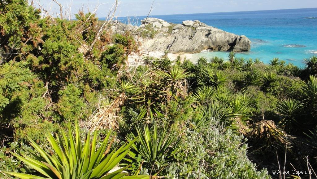 coastal forest