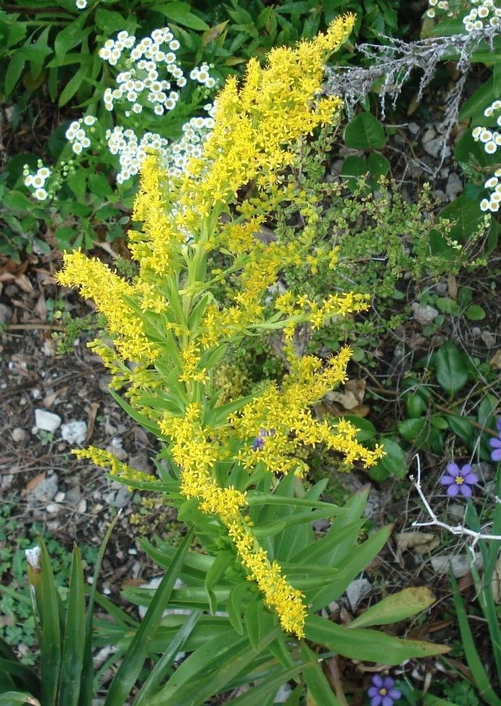 Seaside Goldenrod