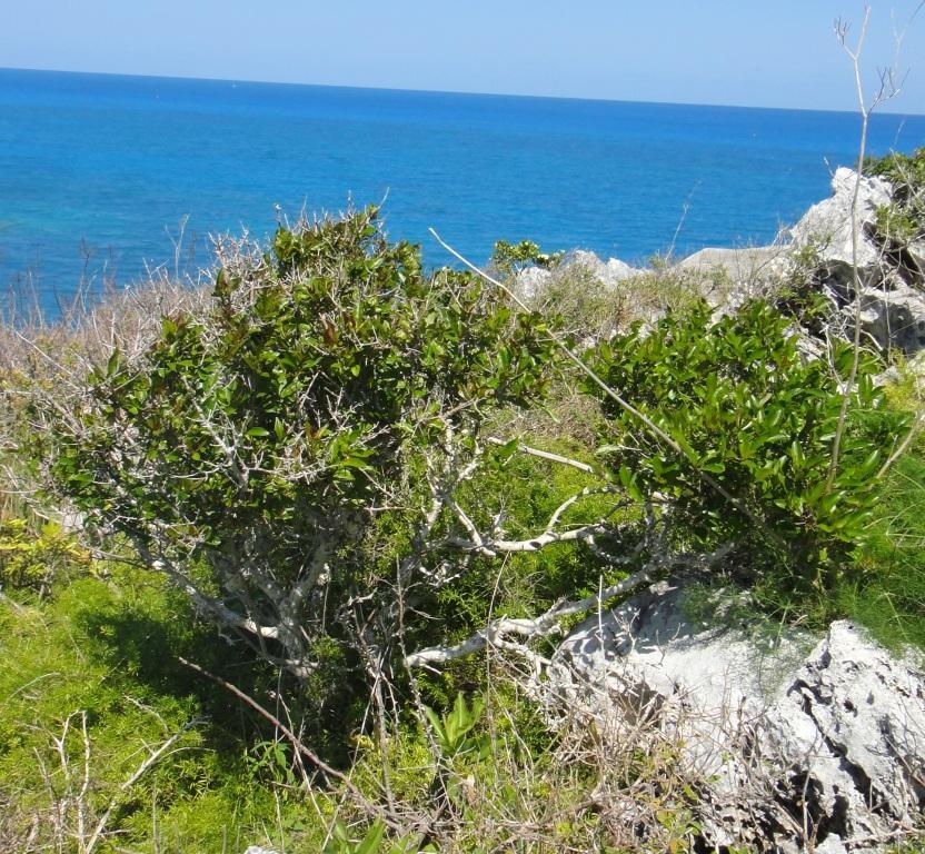 Forestiera