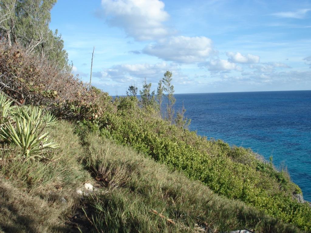 Coastal Forest Habitat