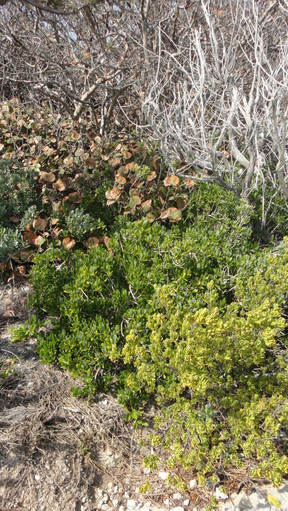 coastal forest Nonsuch Island