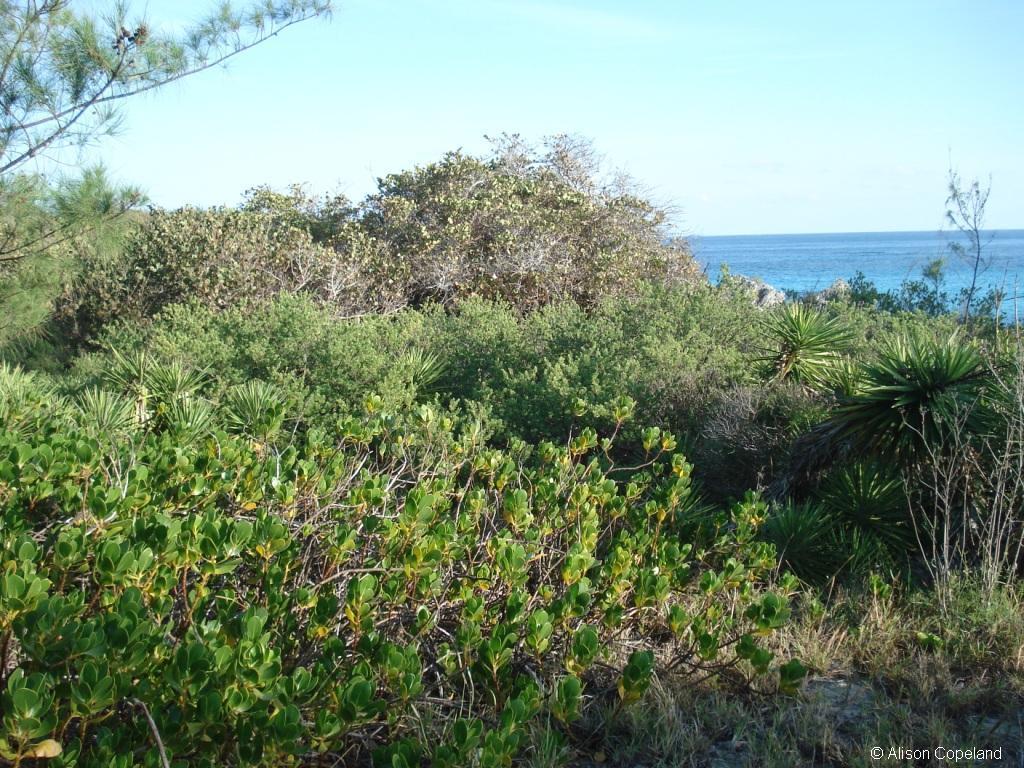 coastal forest stonehole bay