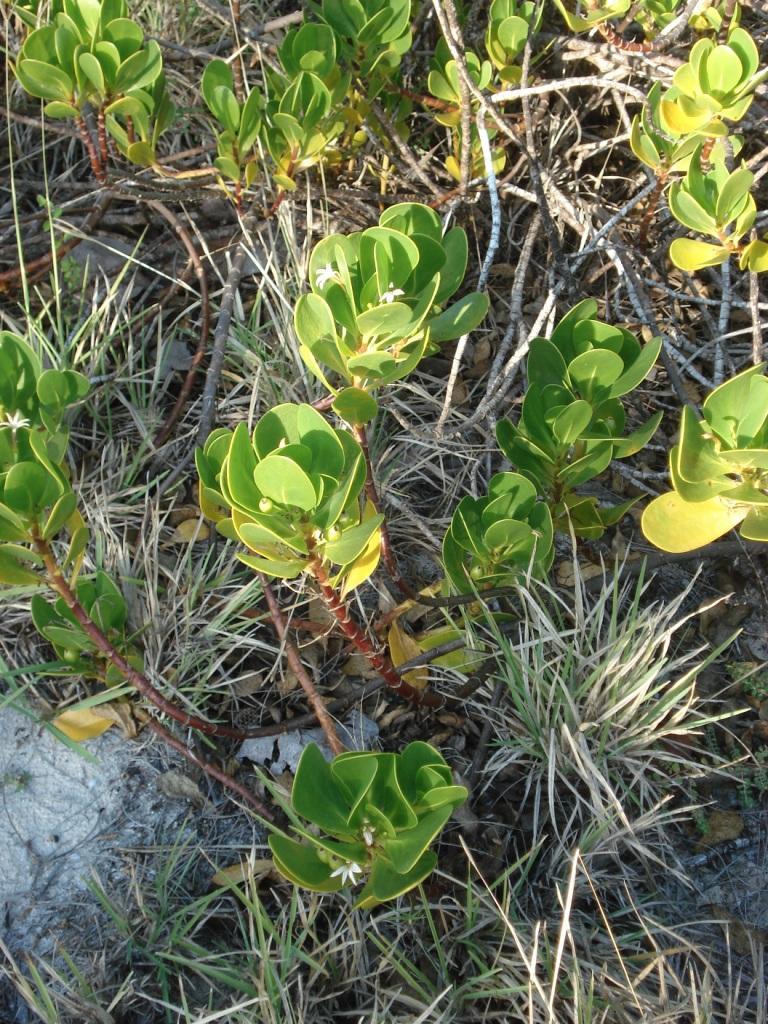 Scaevola plumeri