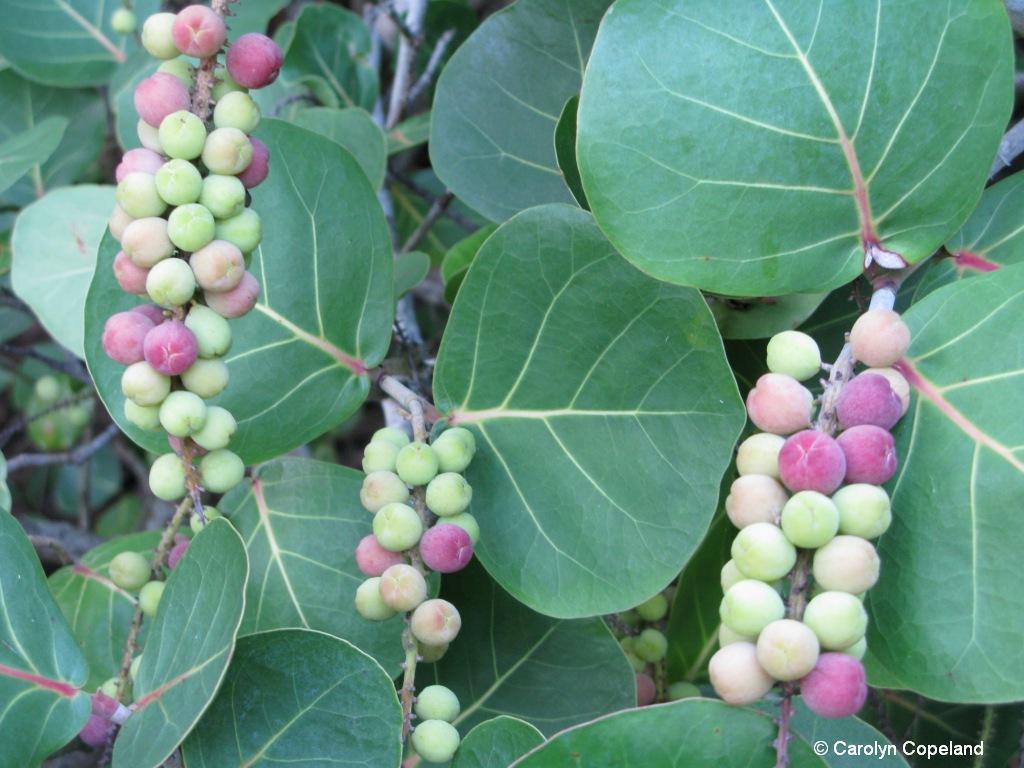 Bay Grape