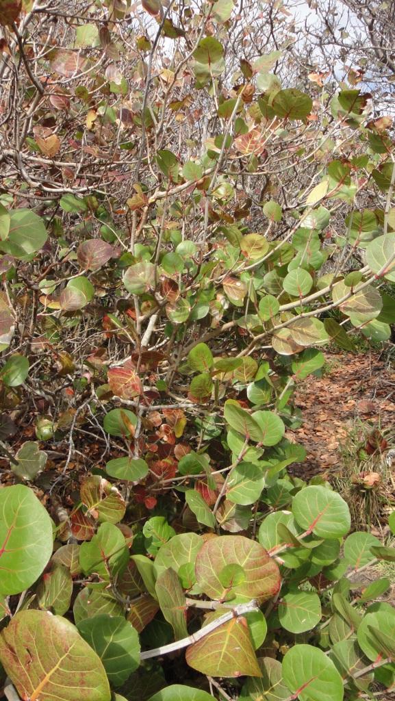 Bay Grape Leaves