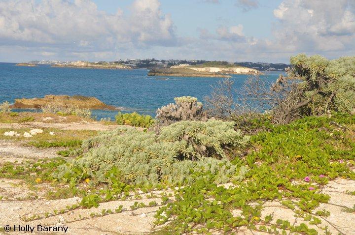 coastal vegetation