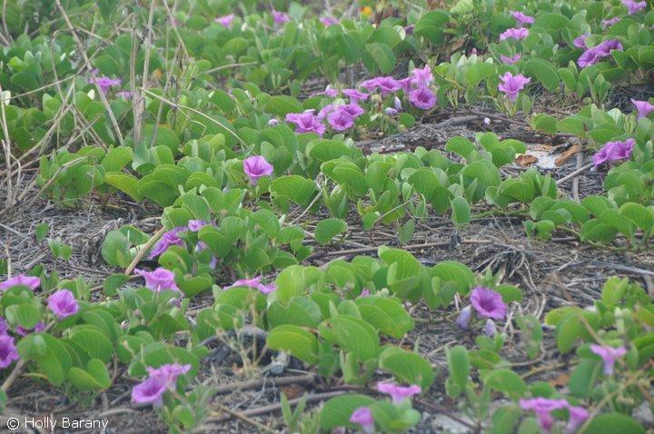 seaside morning glory 