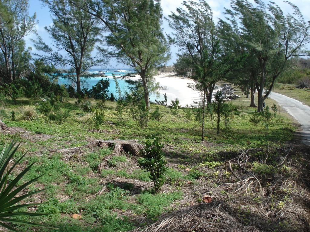 plantings at Long Bay