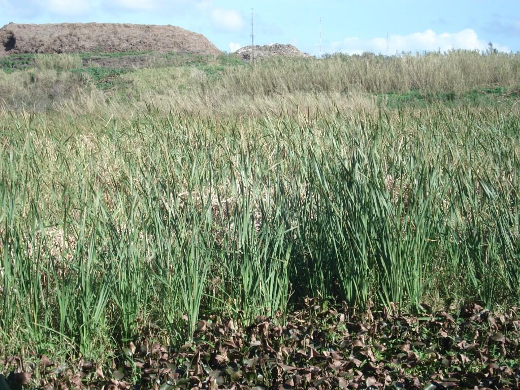 Cattails and Water Hyacinth