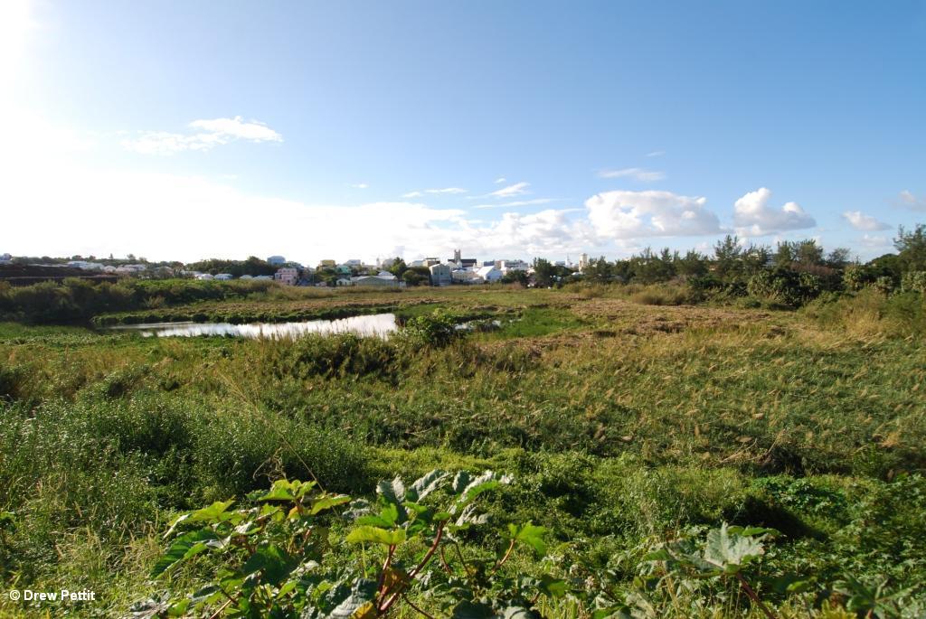 Pembroke Marsh