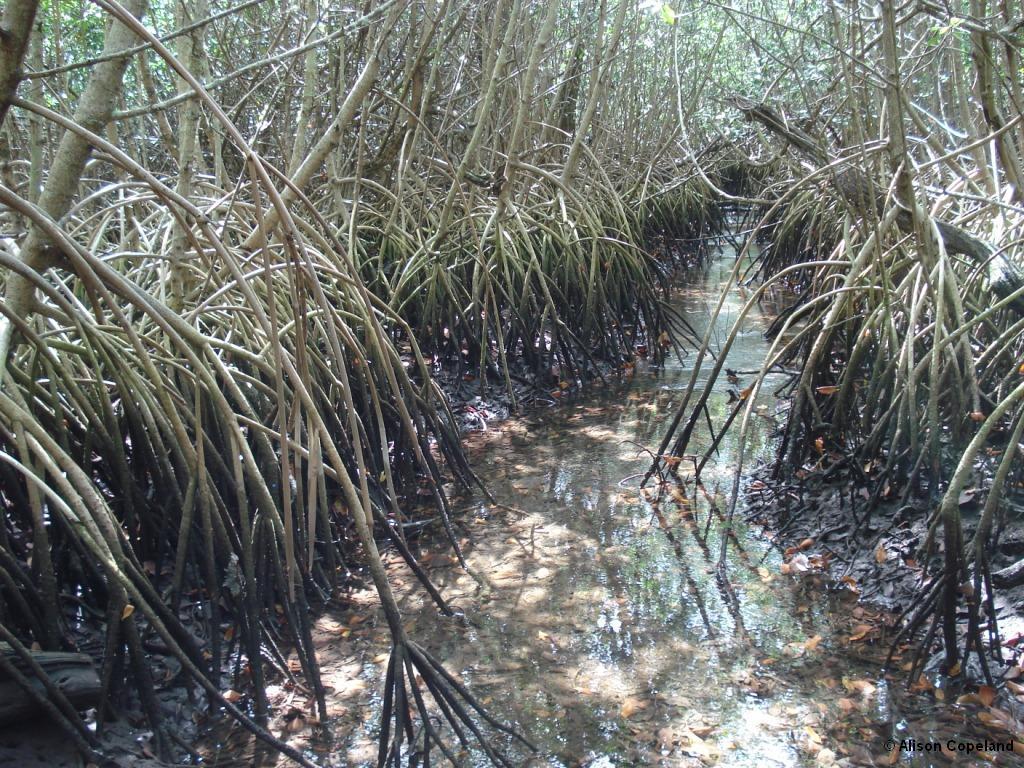 Red Mangrove in Hungry Bay