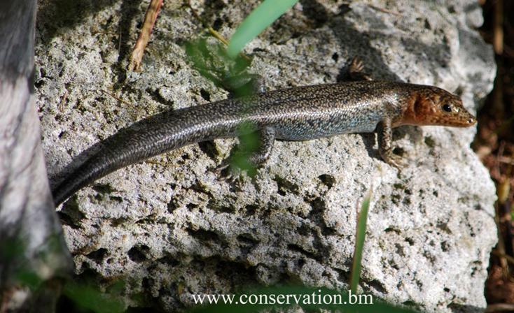 Bermuda Skink 