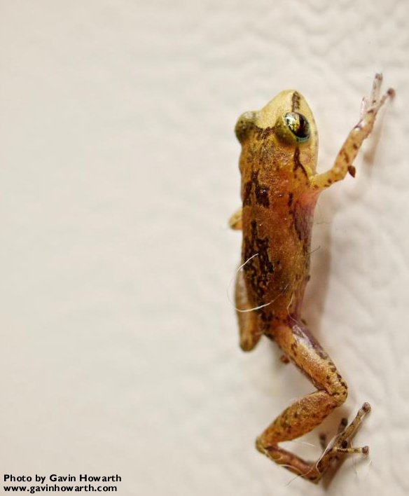 Whistling Frogs — The Department of Environment and Natural Resources Whistling Frogs — The Department of Environment and Natural Resources