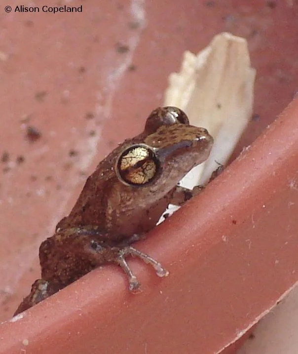 whist frog toes.JPG