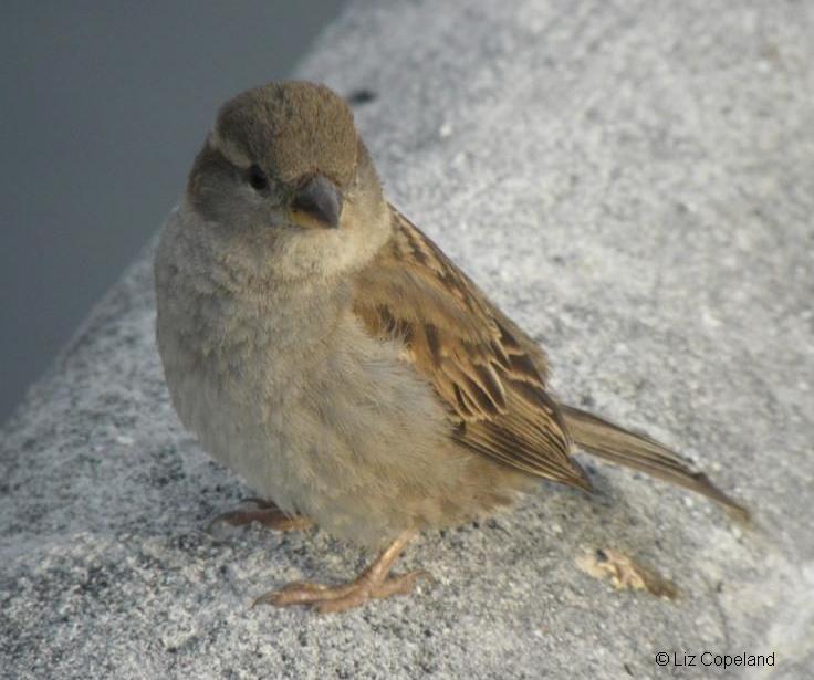 female sparrow.jpg