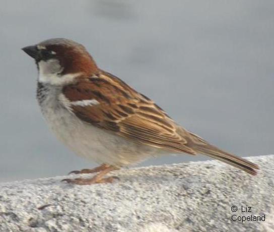 male sparrow.jpg