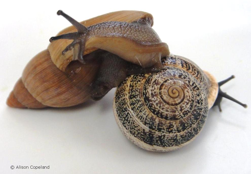 euglandina and milk snail_c.jpg
