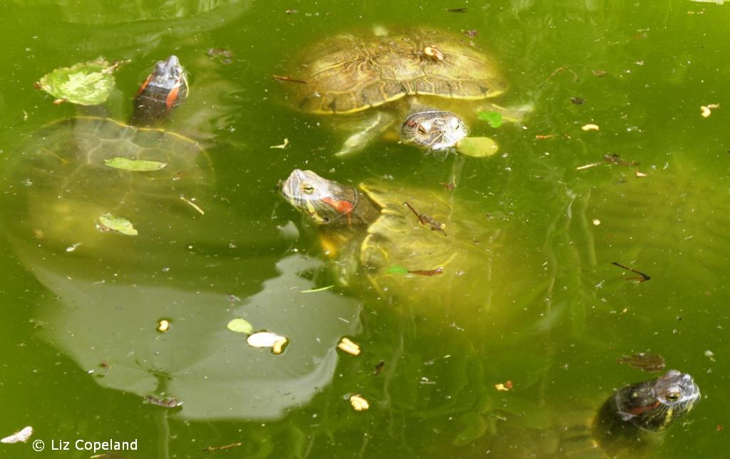 Red-eared Sliders