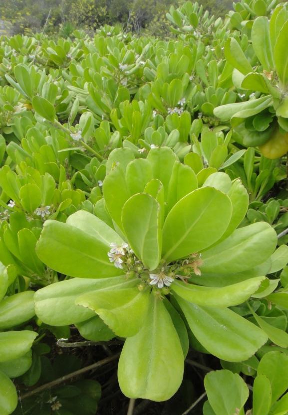 Scaevola sericea flower