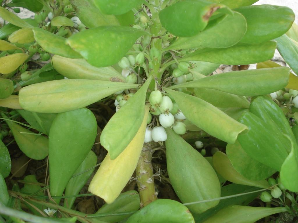 Scaevola sericea fruit
